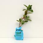 Саженец Арония Амит (горшок р9), 1 шт., Осень 2025 7305210