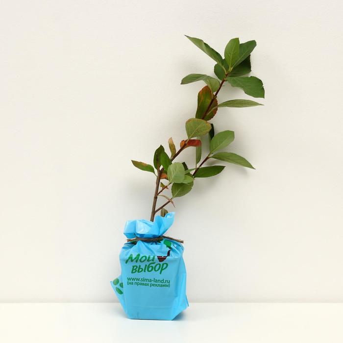 Саженец Арония Амит (горшок р9), 1 шт., Осень 2025