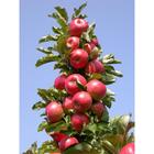 Саженец Яблоня колонновидная (горшок 9*9*14, 2л) Московское ожерелье, 1 шт, Осень 2025 7305227