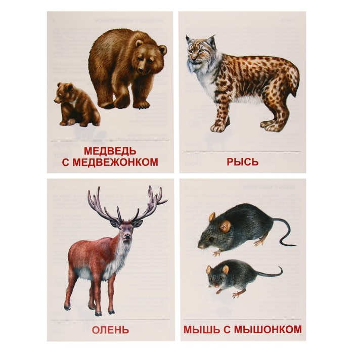 Карточки "Дикие животные". Демонстрационные карточки Дикие животные. Какие животные в атмосфере