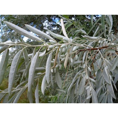 Саженец Ива р9 Лохолистная 1 шт. Весна 2026