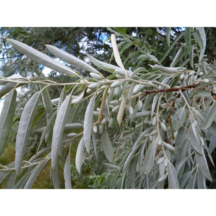 Саженец Ива (горшок р9) Лохолистная, 1 шт, Осень 2025 - Фото 1