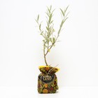 Саженец Ива (горшок р9) Лохолистная, 1 шт, Осень 2025 - Фото 2