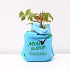 Саженец Княженика (горшок р9) Астра, 1 шт, Осень 2025 7305140