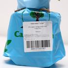 Саженец Княженика (горшок р9) Астра, 1 шт, Осень 2025 7305140