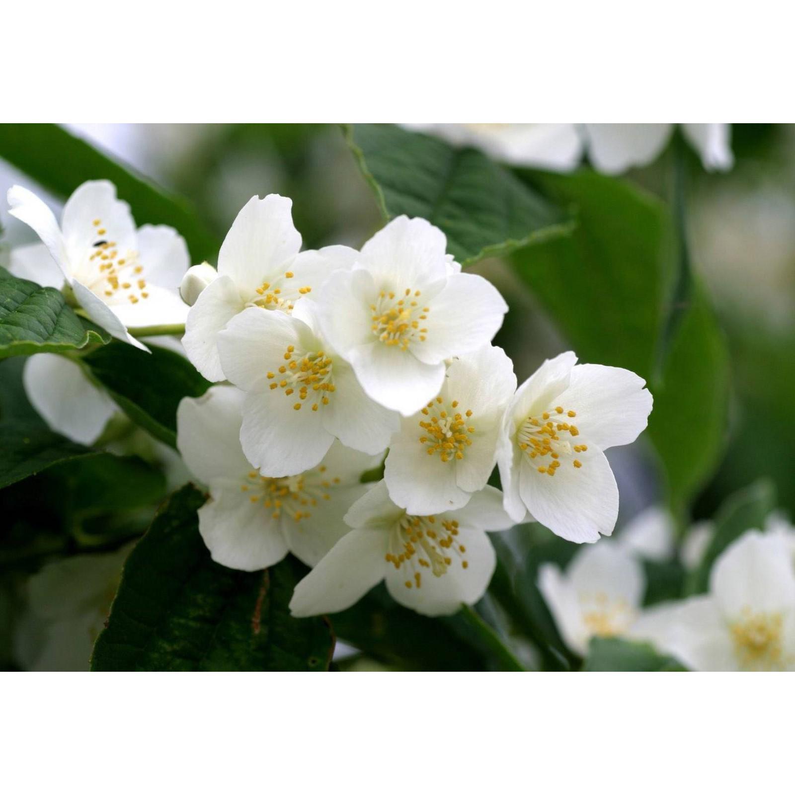 Жасмин цветок садовый фото разновидность Жасмин цветок садовый фото разновидность