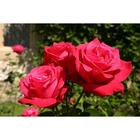 Саженец розы "Алекс Ред ", 1 шт, туба, Весна 2023 - Фото 1