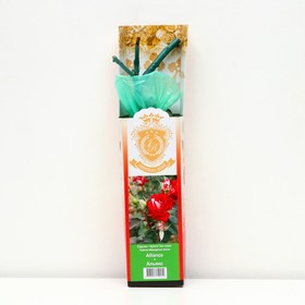 Саженец розы 