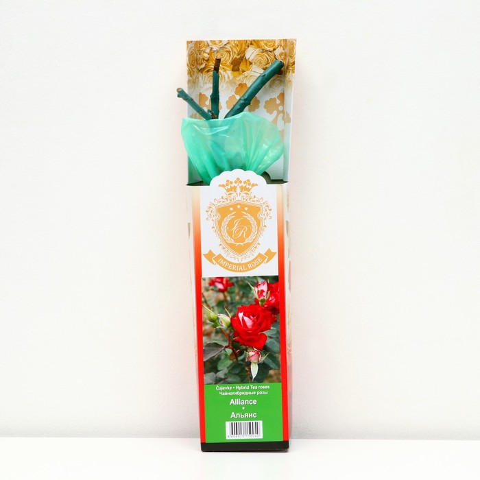 Саженец розы 