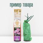 Саженец розы "Элоджиан ", 1 шт, туба, Весна 2023 - Фото 2