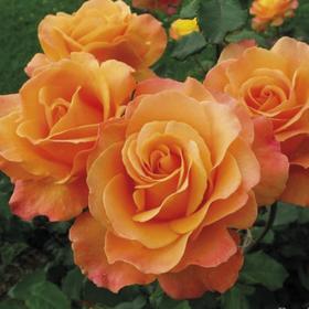 Саженец розы 