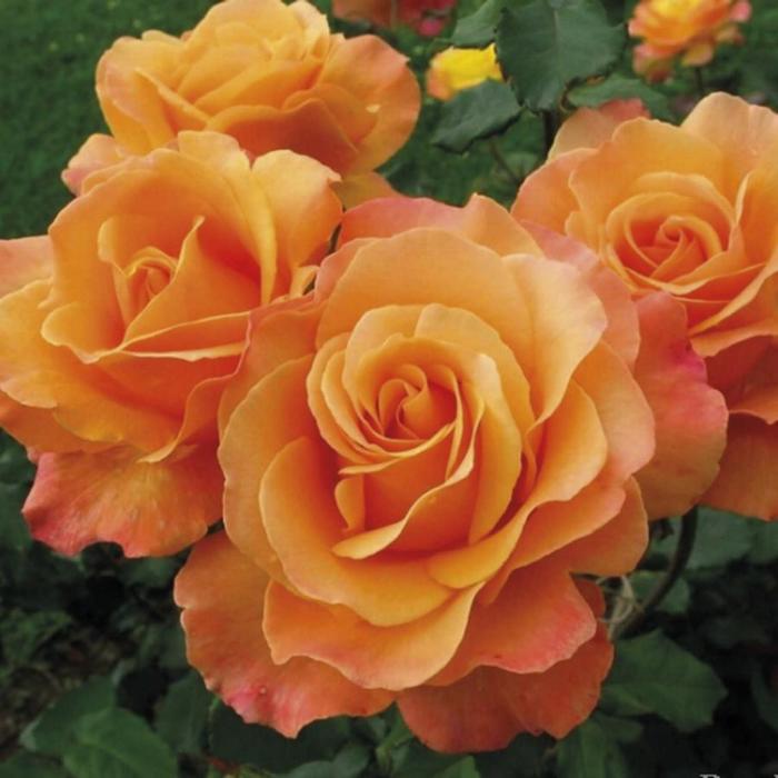 Саженец розы 