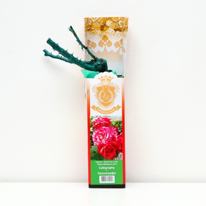 Саженец розы 