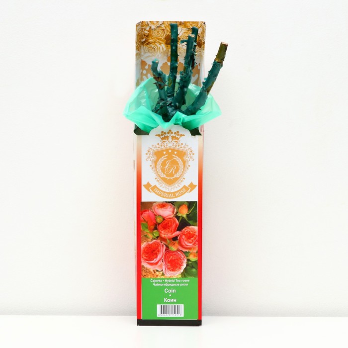 Саженец розы 