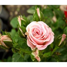 Саженец розы 