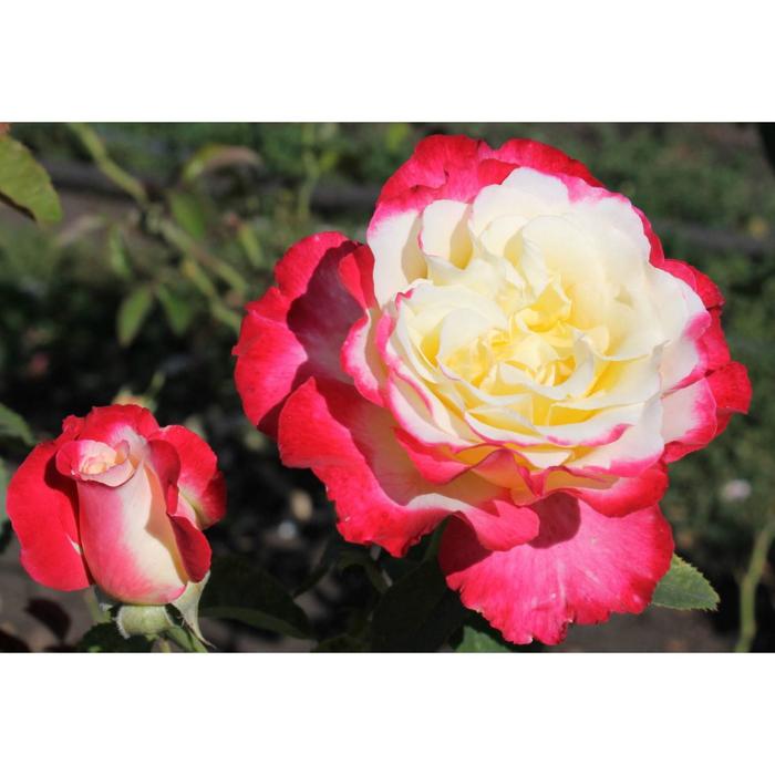 Саженец розы 