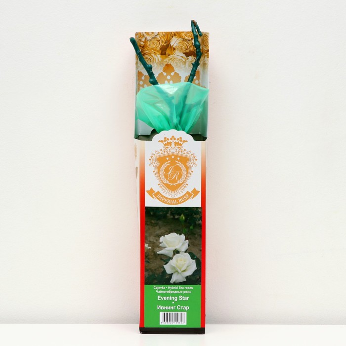 Саженец розы 