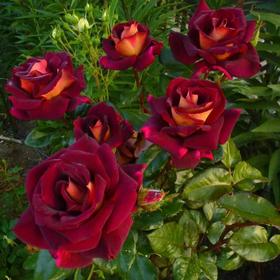 Саженец розы 