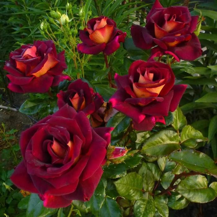 Эдди митчелл роза фото и описание отзывы Эдди митчелл роза фото и описание отзывы