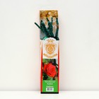 Саженец розы "Кардинал ", 1 шт, туба, Весна 2023 - фото 9597866