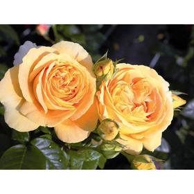 Саженец розы 