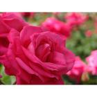 Саженец розы "Мария Каллас " 1 шт Весна 2022 - Фото 1