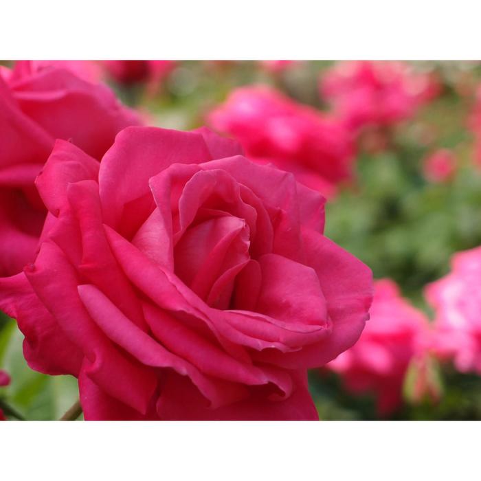 Саженец розы "Мария Каллас " 1 шт Весна 2022 - Фото 1