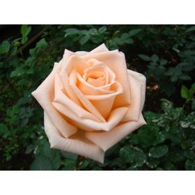 Саженец розы 