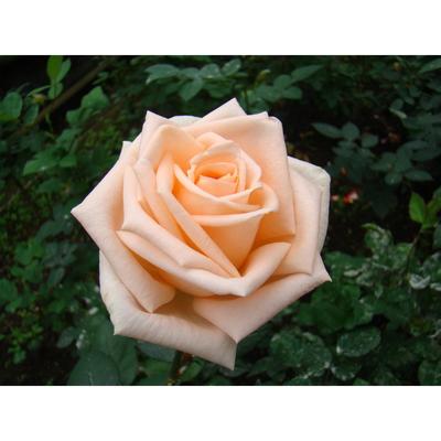 Саженец розы "Монсун " 1 шт Весна 2022