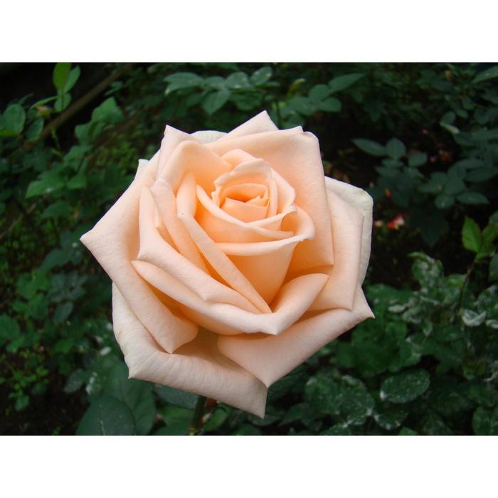 Саженец розы 