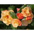 Саженец розы "Мунлайт " 1 шт Весна 2022 - Фото 1