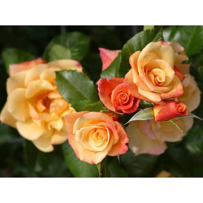 Саженец розы "Мунлайт " 1 шт Весна 2022