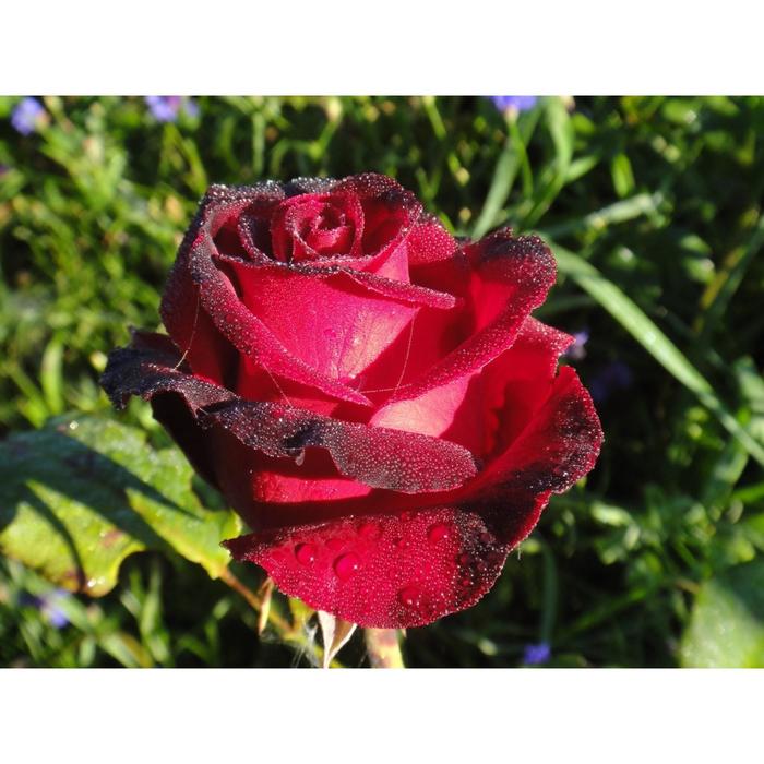 Саженец розы 