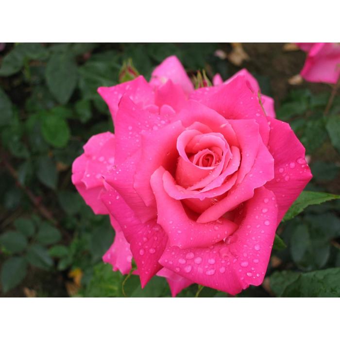 Саженец розы 