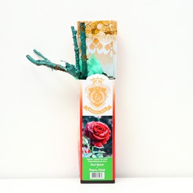 Саженец розы 