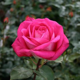 Саженец розы 