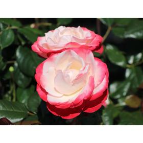 Саженец розы 