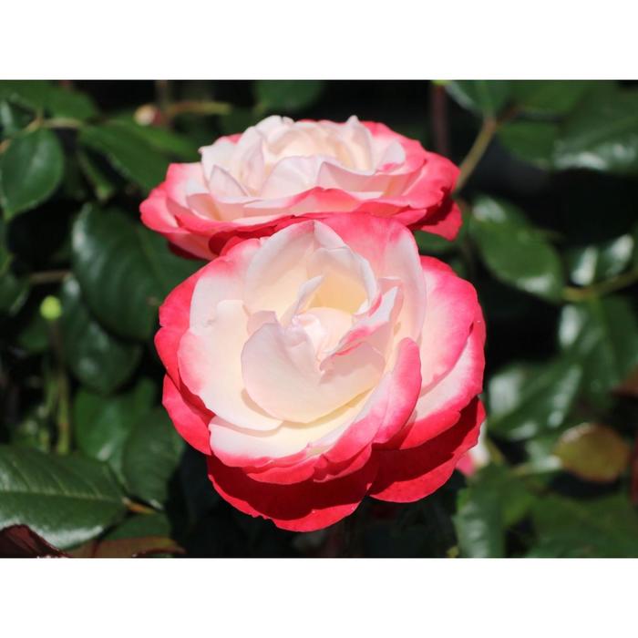 Саженец розы 