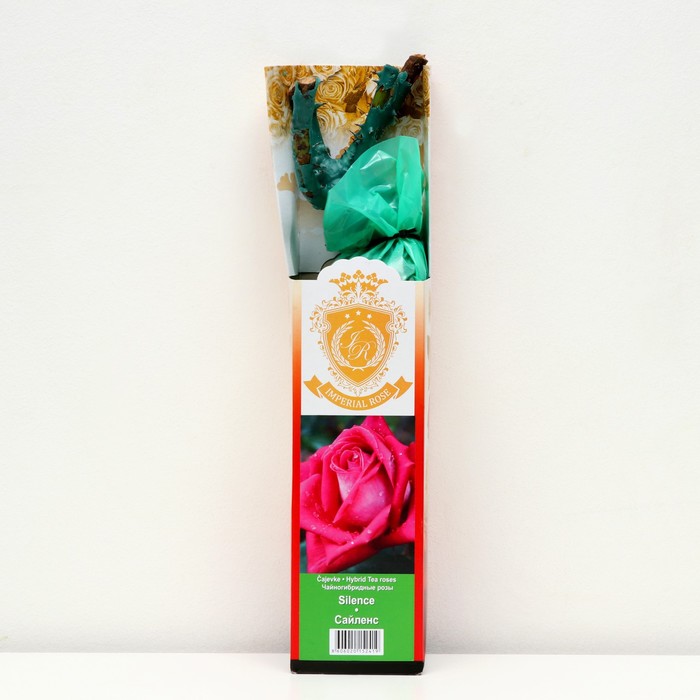 Саженец розы 