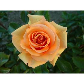 Саженец розы 