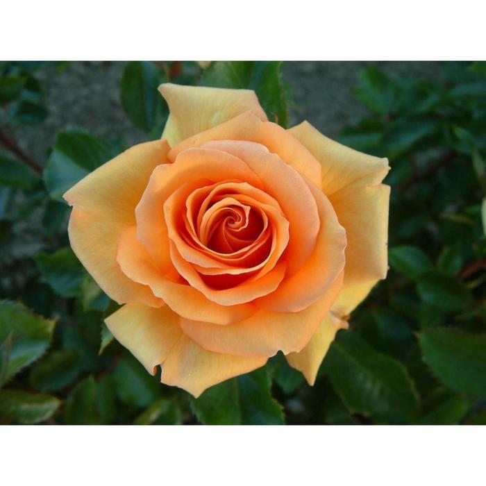 Саженец розы 