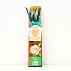 Саженец розы 