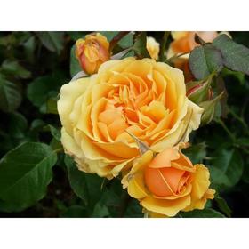 Саженец розы 