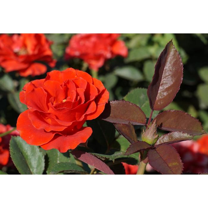 Саженец розы 