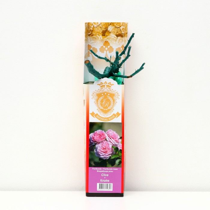 Саженец розы 