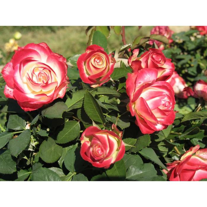 Саженец розы "Даск " 1 шт Весна 2022 - Фото 1