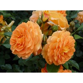 Саженец розы «Филджри» 1 шт. Весна 2022