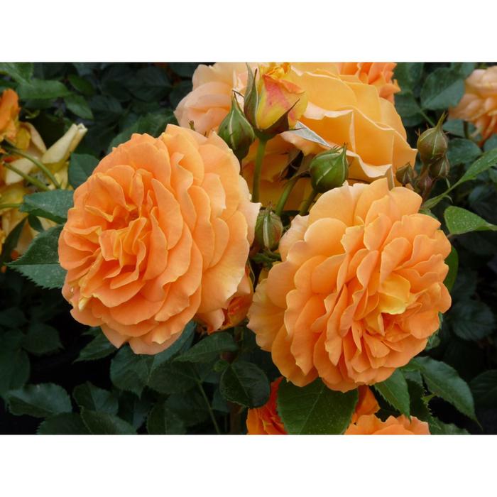 Саженец розы «Филджри» 1 шт. Весна 2022