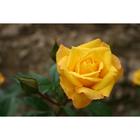 Саженец розы "Голдмари " 1 шт Весна 2022 - Фото 1