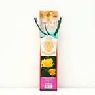 Саженец розы "Голдстар ", 1 шт, туба, Весна 2023 - Фото 1